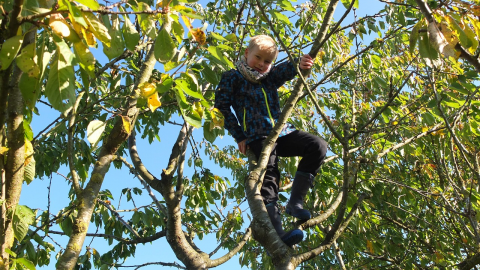 dziecko na drzewie